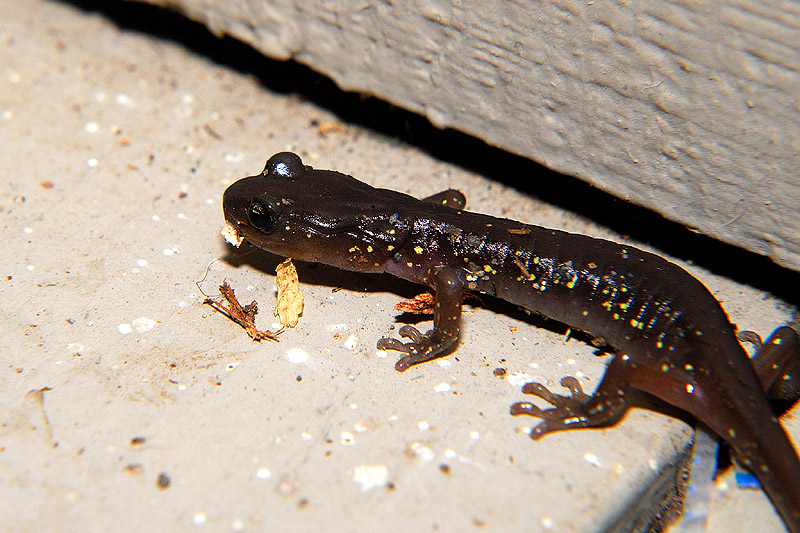 costal groove salamander