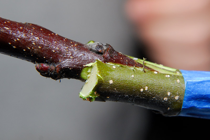 Grafting Apple Trees Curbstone Valley