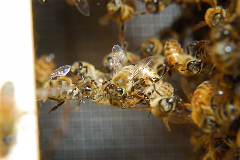 First Hive Inspection