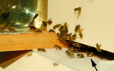 Impromptu Beekeepers