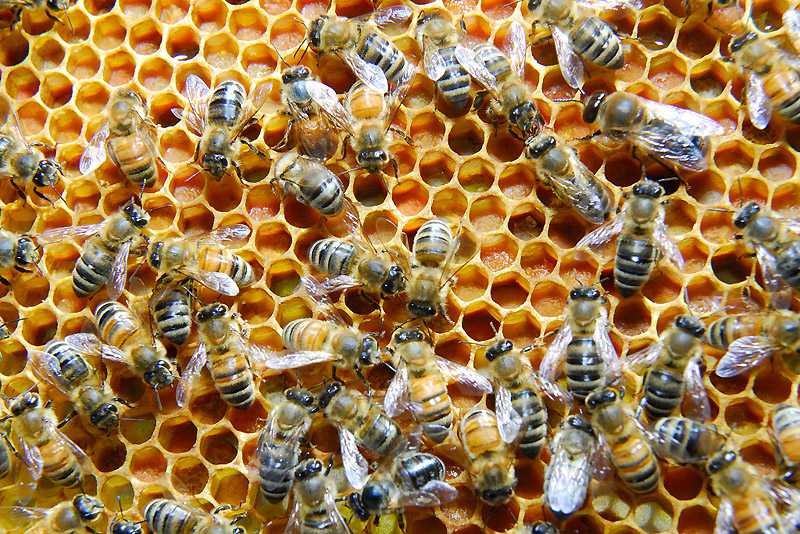 Hive Inspection: Colony Comparison