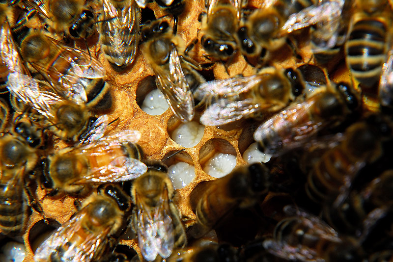 Hive Inspection: Brood and Burr Comb
