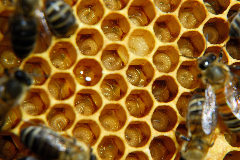 Hive Inspection: Grumpy Bees, and Drifting Populations