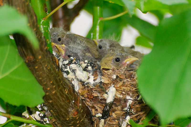 The Goldfinches and Flycatchers Have Hatched!