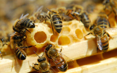 Hive Inspection: Calm Bees, and Queen Cups