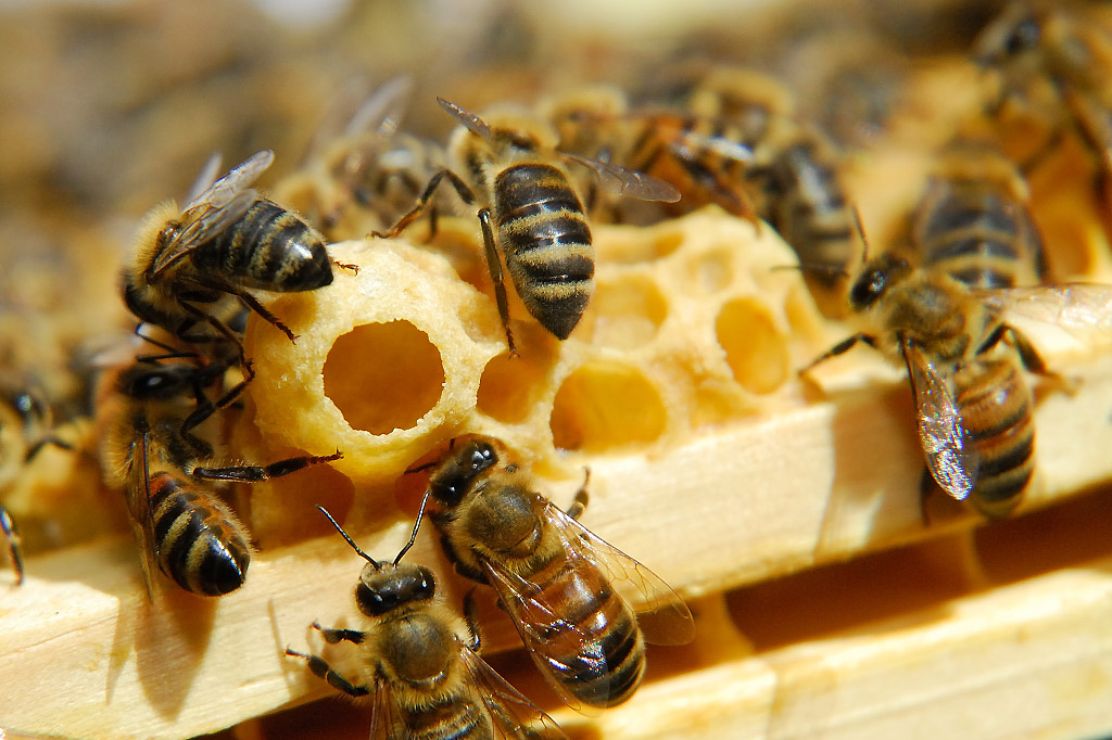 Как можно стать пчелой. Маточное молочко пчел. Пчелиное маточное молочко (Королевское желе). Маточное молочко в маточниках. Молодые пчелы.