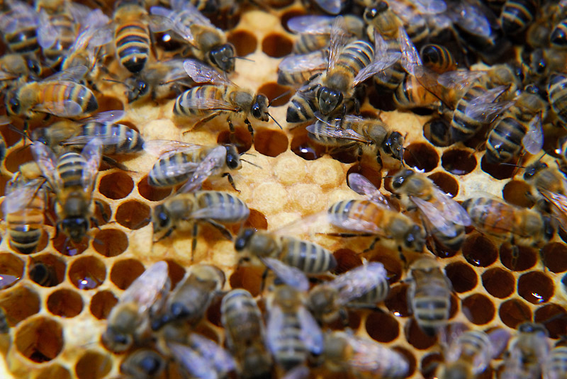 Honey Bound – Lots of bees but no brood – Honey Homestead