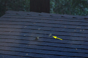 Second Fledge