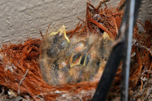 2011 Flycatcher Nestlings
