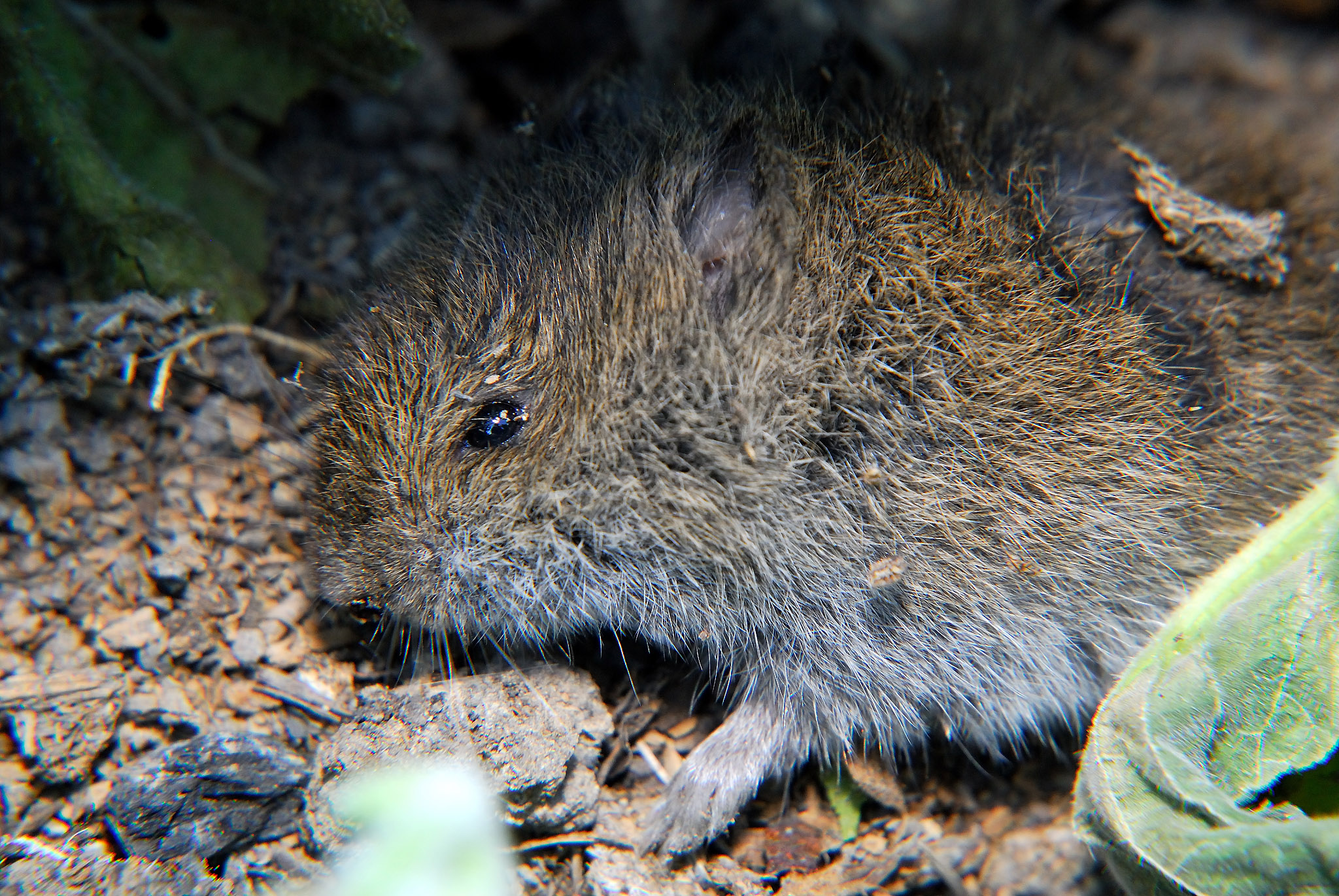 Trap boxes for the scourge of winter growing- voles