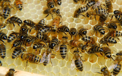 Hive Management: Treating Mites, & Thwarting Robbers