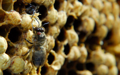 Hive Management: Increasing Mite Levels Post-Treatment