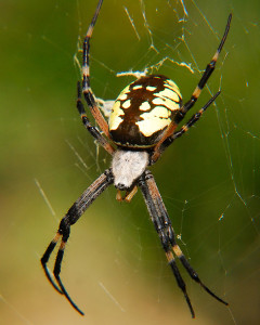 The Writing Spider (Argiope aurantia) | Curbstone Valley