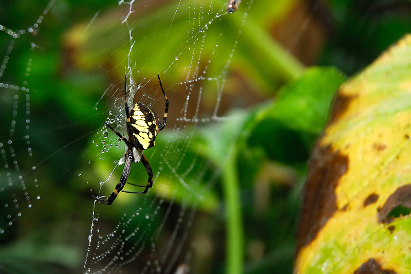 The Writing Spider (Argiope aurantia)