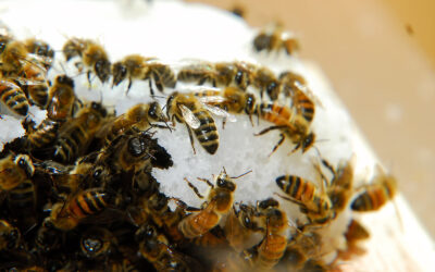 Hive Management: Feeding The Bees in Fall