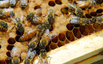 Rosemary Hive: A Queen Abdicates Her Throne