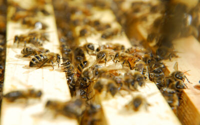 Hive Management: Splitting the Salvia Hive