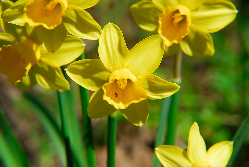 The Bright…and Dark Side of Daffodils | Curbstone Valley