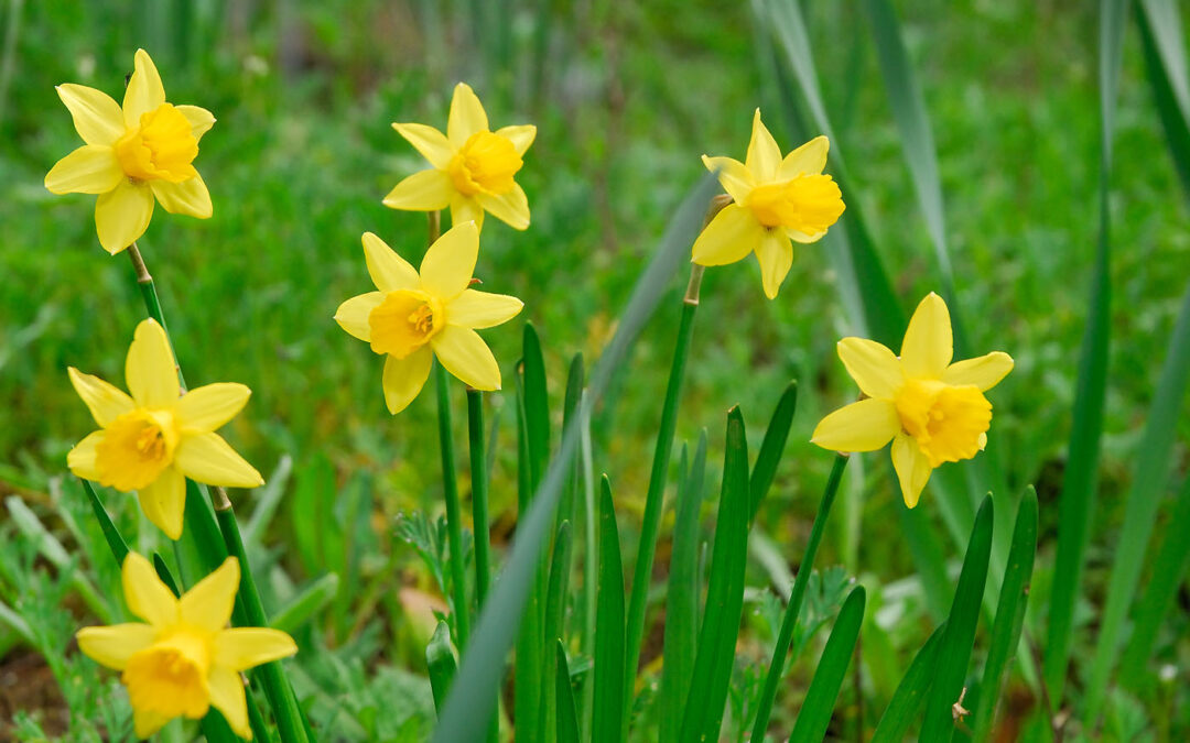 Daffodils - Beautiful but Potentially Toxic