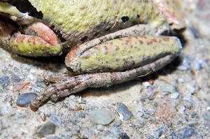 Sierran Treefrog