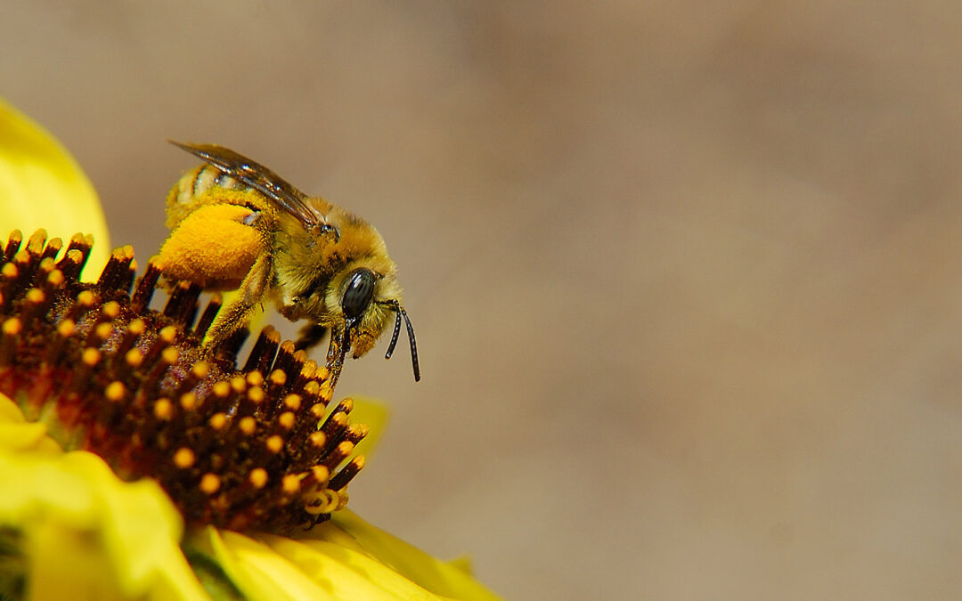 Pollinators Aplenty for Pollinator Week