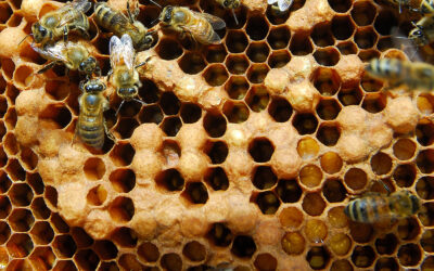 Hive Management: Salvaging a Hive with a Failed Queen