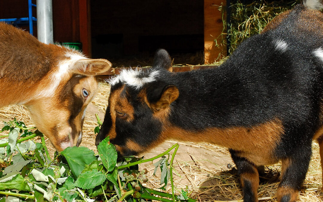 Lotus & Minnie: Berry Spoiled Goats!