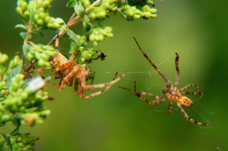 Cross Orb Weaver (Araneus Diadematus) | Curbstone Valley