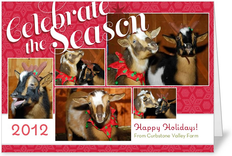 Happy Holidays, from Curbstone Valley Farm