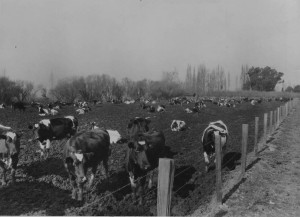 Dairy Herd in the Santa Clara Valley c. 1940