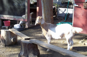 We stopped back in to see our friends, the Emma Prusch Farm goats, Mathilda Milkshake, and Emma Crema Friday