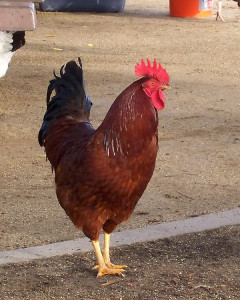 A farm rooster supervising the morning's activities