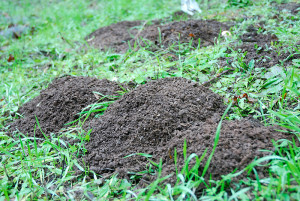 This week's gopher mounds in the orchard.