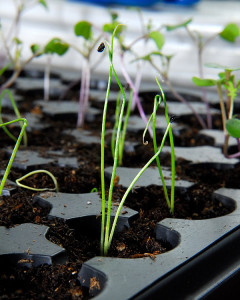 This week we're sowing more lettuce, leeks (above), and beets