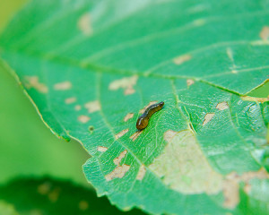 Pear Sawfly larvae feed on the surface of the leaves, revealing the leaf skeleton structure
