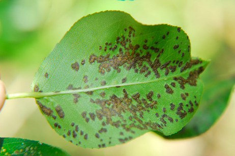 Pear Leaf Blister Mites | Curbstone Valley