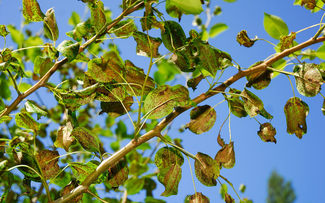 Pear Leaf Blister Mites