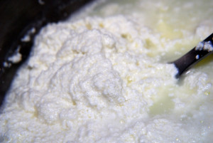 As the milk temperature increases, the curd mass becomes thicker as the milk solids separate from the whey