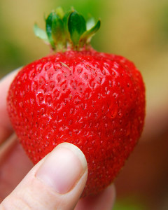 Garden-fresh strawberry