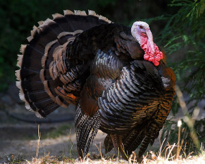 Consumer demand for local and sustainable foods, like heritage turkeys, continues to increase