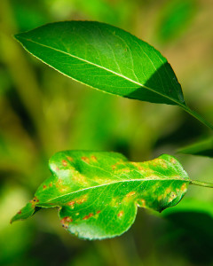 Note that not all the leaves are equivalently affected at first.  Here one leave is showing blister damage, and an adjacent leaf appears unscathed