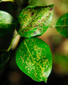Raised nodules, or blisters, appear on the surface of the leaves infested with Pear Leaf Blister Mites