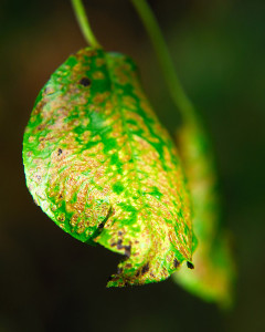 Pear Leaf Blister Mite Damage