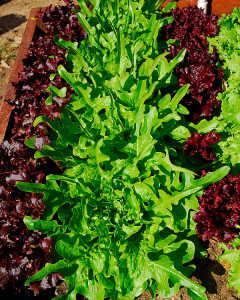 The oakleaf lettuces are slow to bolt if we get a run of warm weather in spring