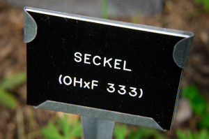 Last season our Seckel Pear was especially hard-hit