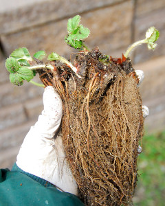 Plants with strong healthy root systems were saved, and the remainder were sent to the compost