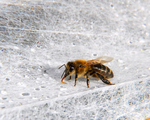 We have to be careful when pulling back the row covers, not to trap the bees that are stealing water from the surface