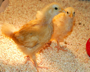 Our first chickens