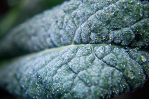 A little frost doesn't faze this Lacinato kale