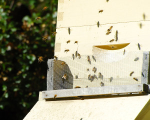 The hives are bustling with activity on warm afternoons